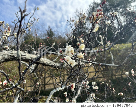 白梅花 白梅花 129457943