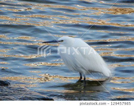 Kosagi Kosagi 129457985