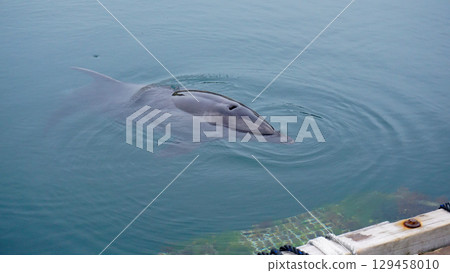 海豚農場的海豚 129458010