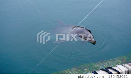 Dolphins at the Dolphin Farm 129458011