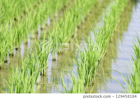 稻田,亞洲鄉村的夏天 稻田,亞洲鄉村的夏天 129458184