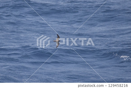奧斯頓的暴風海燕飛過海面 129458216