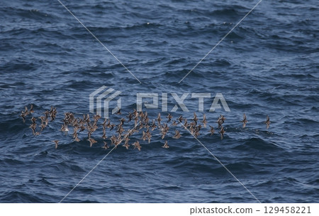 Red-necked Phalarope flying in a flock 129458221