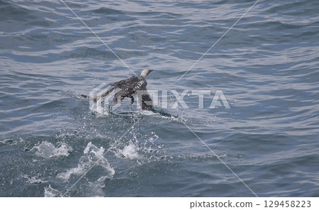 一隻身披夏季羽毛、帶有白色條紋的藍白色霸鶲從海面起飛。 129458223