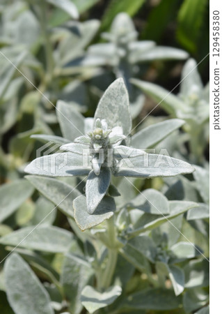 Lambs ears Silver Carpet Lambs ears Silver Carpet 129458380