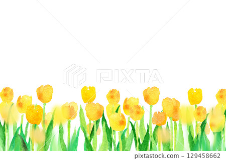 Background material: A field of yellow tulips Spring material 129458662