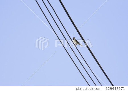 A sparrow perched on an electric wire A sparrow perched on an electric wire 129458671