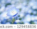 Nemophila field 9 129458836