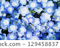 Nemophila field 10 129458837
