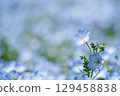 Nemophila field 11 129458838