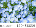 Nemophila field 12 129458839