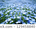 Nemophila field 13 129458840