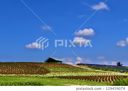 菅野農場（北海道上富良野市） 129459079