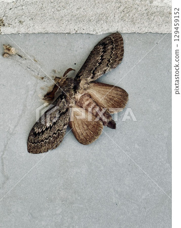 Macro photo of a brown moth with intricately patterned wings resting on a gray concrete floor, capturing natural texture, insect detail, and wildlife closeup. 129459152