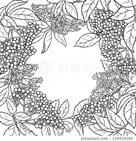 Elderberries Branch with Berries Outline Frame. Elderberries Branch with Berries Outline Frame. 129459160