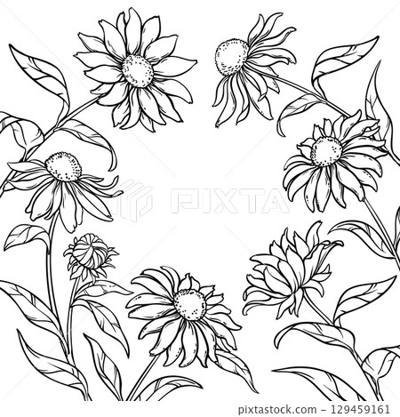 Echinacea Plant with Flowers Outline Frame 129459161