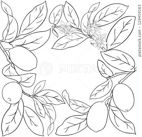 Cupuacu Branch with Flowers, Fruits Outline Frame. 129459163