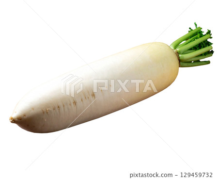 秋收蔬菜(蘿蔔、白蘿蔔) 秋收蔬菜(蘿蔔、白蘿蔔) 129459732