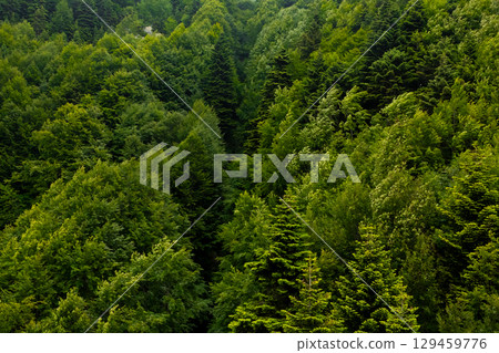 Lush green forest canopy with dense foliage and tree tops 129459776