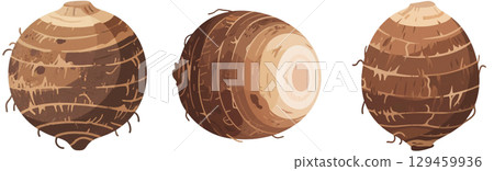 Illustration of taro Illustration of taro 129459936