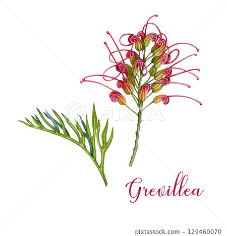 Grevillea flower with green leaves botanical realistic close up watercolor illustration. Hand drawn Australian native wildflower. Blooming grevillea shrub element isolated on white background Grevillea flower with green leaves botanical realistic close up watercolor illustration. Hand drawn Australian native wildflower. Blooming grevillea shrub element isolated on white background 129460070