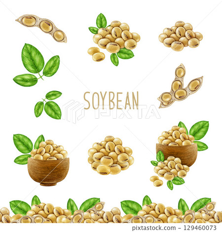 Soybean watercolor illustration vintage style painted set. Hand drawn soy beans, green leaf element. Soya plant collection natural organic vegan source of protein elements on white background 129460073