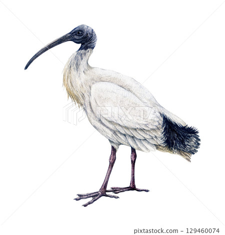 Australian white ibis watercolor vintage style illustration. Hand drawn Threskiornis molucca Australian wildlife iconic white ibis bird. Bin chicken isolated on white background Australian white ibis watercolor vintage style illustration. Hand drawn Threskiornis molucca Australian wildlife iconic white ibis bird. Bin chicken isolated on white background 129460074
