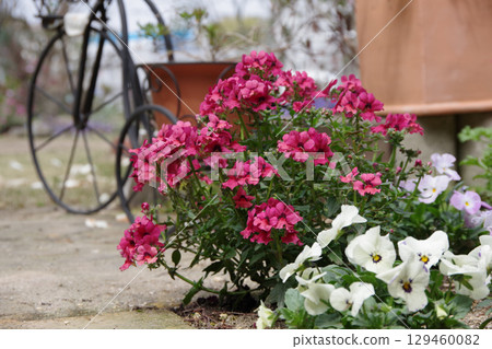 Garden image Nemesia 129460082
