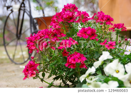 Garden image Nemesia Garden image Nemesia 129460083