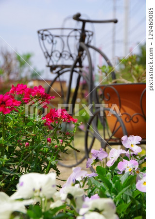 Garden image: Nemesia pansy 129460085