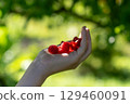 a human hand is out of frame, holding a handful of ripe, red, raspberries in the palm of the hand. 129460091