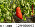 A close-up of a ripe, red tomato. 129460093
