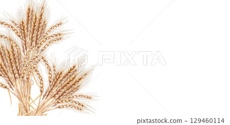 Rectangular frame with sheaves of ripe wheat. Isolated watercolor illustration for interior design, Harvest Festival decoration, printing on kitchen textiles, seasonal menu design. 129460114