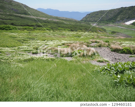 A flower field of Aleutianum in the mountains A flower field of Aleutianum in the mountains 129460181