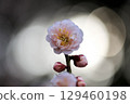 清晨陽光下的梅花 129460198