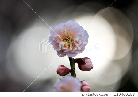Plum blossoms in the morning sun 129460198