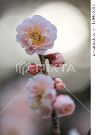 清晨陽光下的梅花 129460199