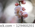 清晨陽光下的梅花 129460201