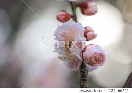 清晨陽光下的梅花 129460201