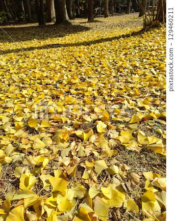 落葉堆積如山 129460211