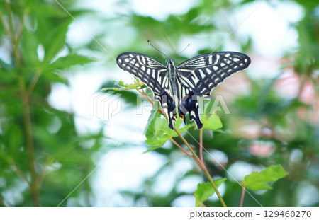 Swallowtail butterfly that sticks to the leaves 129460270