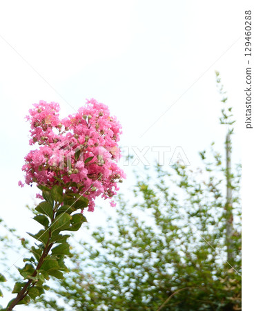 Crape myrtle 129460288