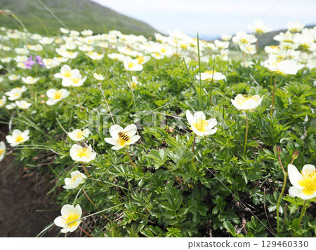 高山植物阿留申花與蜜蜂 高山植物阿留申花與蜜蜂 129460330