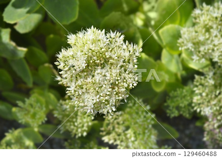 Ice plant Stardust Ice plant Stardust 129460488