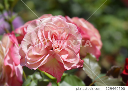 Rose Xenia Rose Xenia 129460500