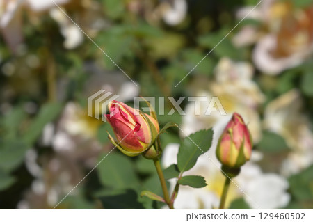 Rose Claus Groth 129460502