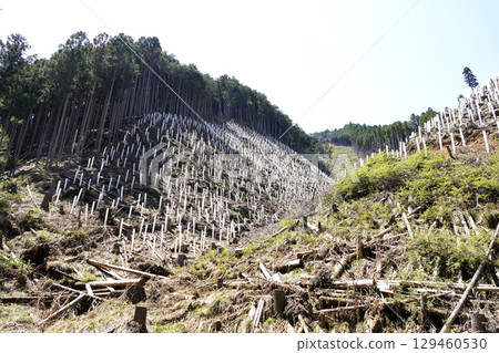 已安裝樹蔭遮蔽物，用於保護已栽種的樹苗。被砍伐的山坡。 129460530