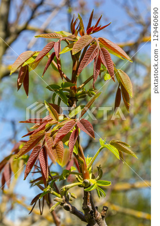 Walnut tree in blossom, male flowers on branches. Early spring. Close up shot, detail Walnut tree in blossom, male flowers on branches. Early spring. Close up shot, detail 129460690