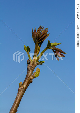 foliage and catkins of the hazel tree during flowering, walnut blossoms in closeup in the spring season in the garden foliage and catkins of the hazel tree during flowering, walnut blossoms in closeup in the spring season in the garden 129460695