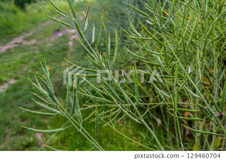 Green plants with slender branches and seed pods growing along a rural pathway in daylight 129460704